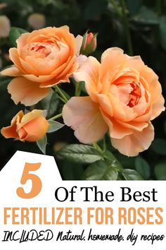 flowers with the words 5 of the best fertilizer for roses