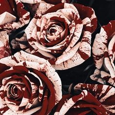 red and white roses are arranged together in this artistic photo, with the petals slightly wilting