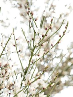 white flowers are blooming on the branches of a tree in front of some sky