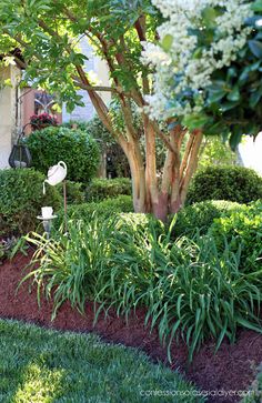 a garden with lots of plants and trees