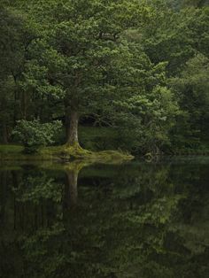 a large tree sitting in the middle of a forest next to a body of water