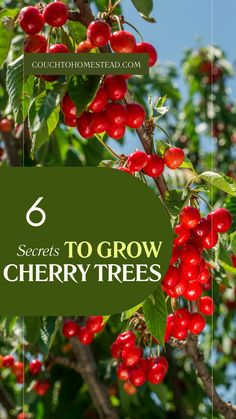 growing cherry tree Growing Tips, The Secret