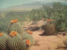 there are many cactus plants in the desert