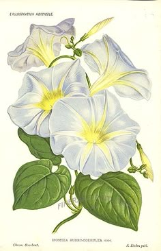 two white and yellow flowers with green leaves