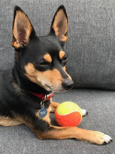 a black and brown dog laying on top of a couch next to a tennis ball