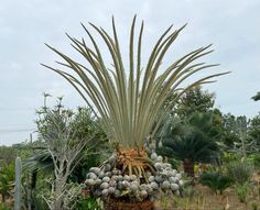 a large palm tree with lots of fruit on it's trunk in the middle of a garden