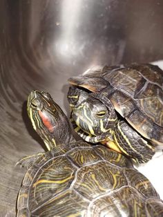 two turtles are sitting in a metal bowl