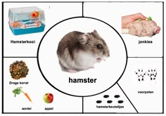 a hamster is shown in the middle of a diagram with food and other items