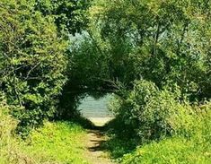 a dirt path that is surrounded by trees and grass, leading to the water's edge