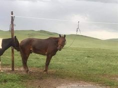 two horses tied to poles in a grassy field with hills in the background on a cloudy day