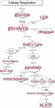 a diagram showing the structure of cellular respiraton and how to use it