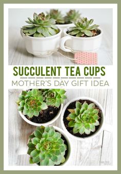 succulent tea cups are the perfect gift idea for someone who loves succulents