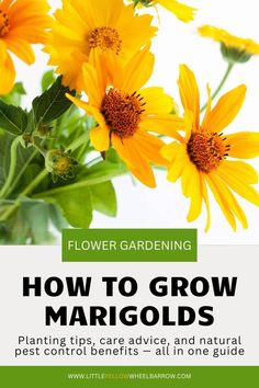 yellow flowers with text overlaying how to grow margods