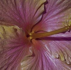 a pink flower with yellow stamens is shown in close up view from the center