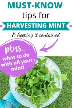 a bowl full of greens with the words must - know tips for harvesting mints and keeping it contained