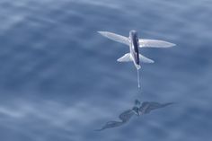 a bird flying over the water with its wings spread