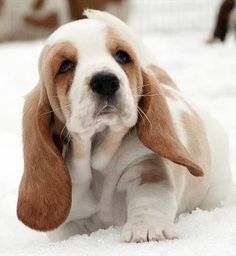 a puppy is sitting in the snow with his paw on it's head and looking at the camera