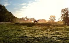 the horse is running in the field with the sun shining down on it's horizon