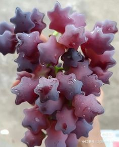 purple flowers with drops of water on them in a glass vase next to a person's hand