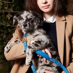 a woman is holding a puppy in her lap while wearing a blue leash and coat