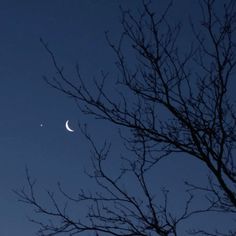 the moon and venus are seen through some bare tree branches at night in this image