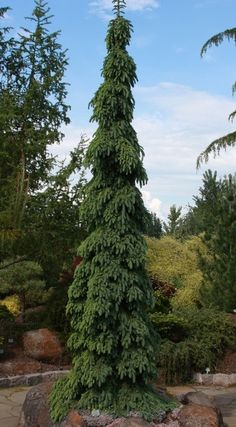 a very tall green tree sitting in the middle of a park with rocks and trees around it