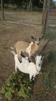 two goats standing next to each other in a fenced off area with green plants