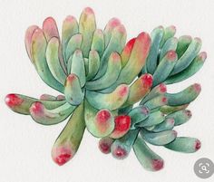 a watercolor painting of a bunch of succulents