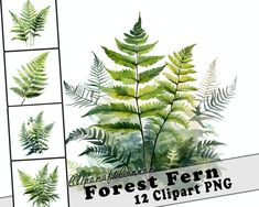 some green plants and leaves are shown in this graphic art workbook, with the title forest fern 12 clipart png