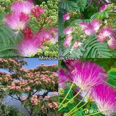 several different types of trees with pink flowers