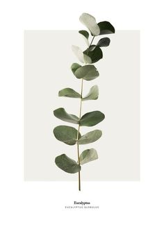 Purchase Eucalyptus Poster Online | DearSam.com Eucalyptus Plant Drawing, Eucalyptus Printable Free, Plants Tattoo Design, Eucalyptus Aesthetic, Eucalyptus Drawing, Eucalyptus Photography, Eucalyptus Tattoo, Eucalyptus Illustration, Eucalyptus Photo