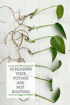 some green plants with the words 10 reasons your photos are not rooting on them