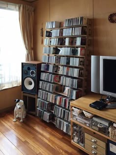 a dog is standing in front of a bookshelf full of cds