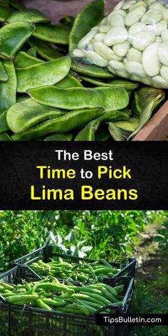 the best time to pick lima beans is when you're ready to eat them