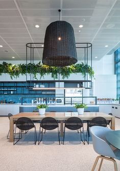 an office with plants hanging from the ceiling and chairs in front of it, along with a long table surrounded by potted plants