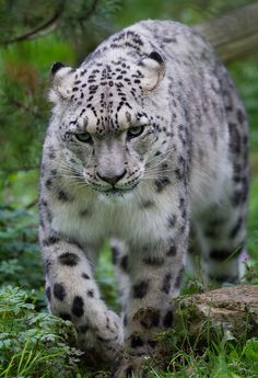 a snow leopard is walking through the grass