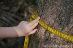 a person measuring the height of a tree with a yellow tape on it's side