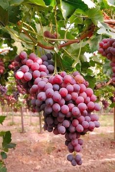 bunches of red grapes hang from the vine