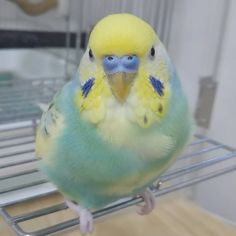 a yellow and blue parakeet sitting on top of a metal rack