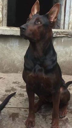 a black and brown dog sitting in front of a window