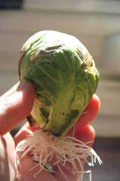 a person holding up a piece of lettuce to show it's roots