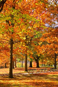 the park is full of colorful trees and leaves