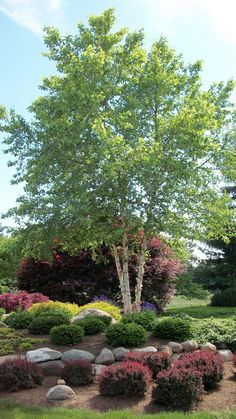 a large tree sitting in the middle of a lush green field