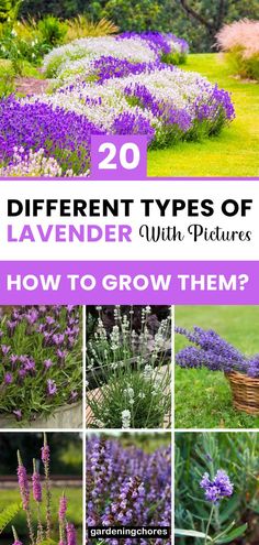 different types of lavender plants with text overlay that reads 20 different types of lavender plant pictures