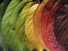 rainbow colored leaves are arranged in a row