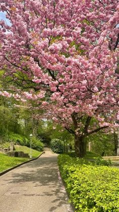 a tree with pink flowers is in the middle of a path that leads to a park