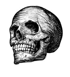 a black and white drawing of a human skull