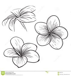 three flowers on a white background in the style of hand drawing, black and white