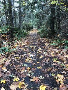 a dirt road with lots of leaves on the ground and some trees in the background