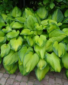 some green leaves are growing on the ground near brick pavers and trees in the background